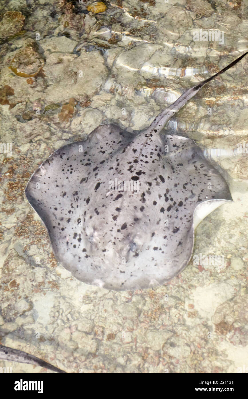 Schwarz marmoriert oder spotted Stingray, Malediven Stockfoto