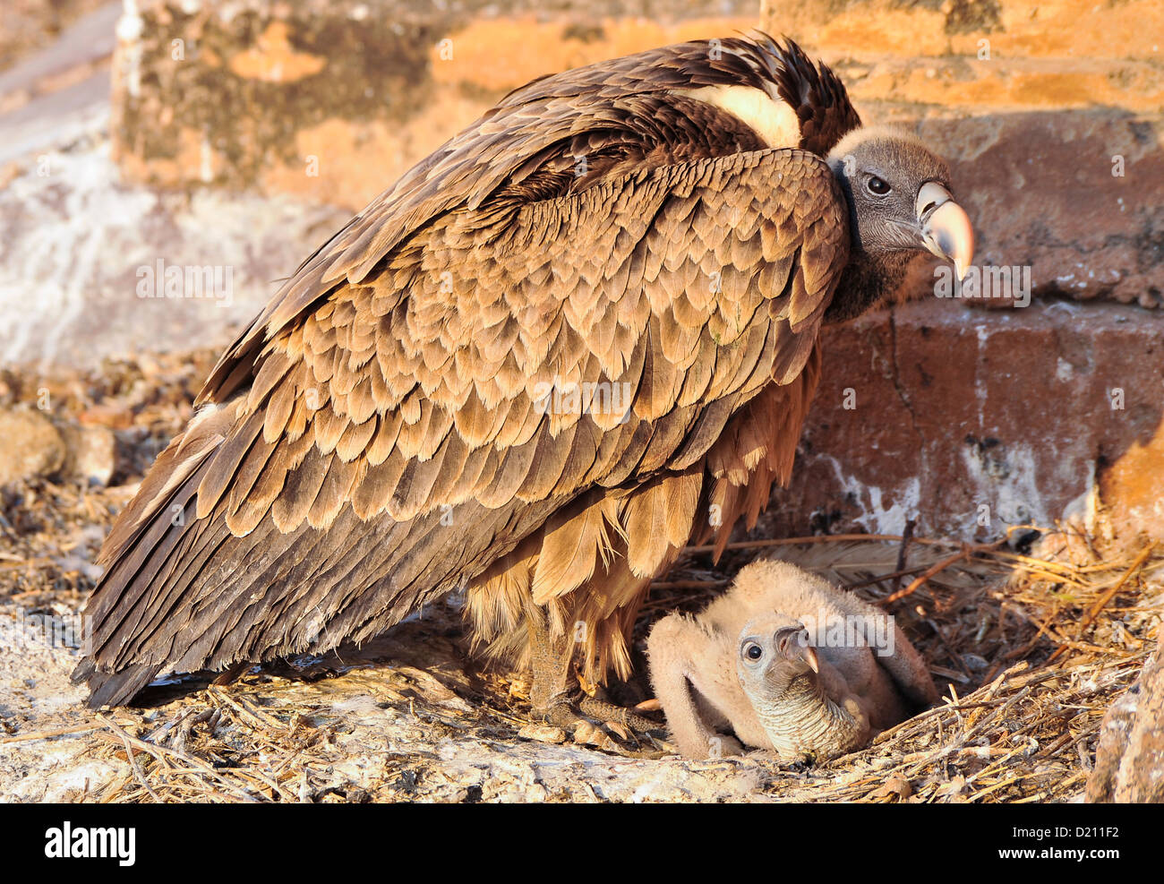 Indische Geier (abgeschottet Indicus) mit Küken im nest Stockfoto