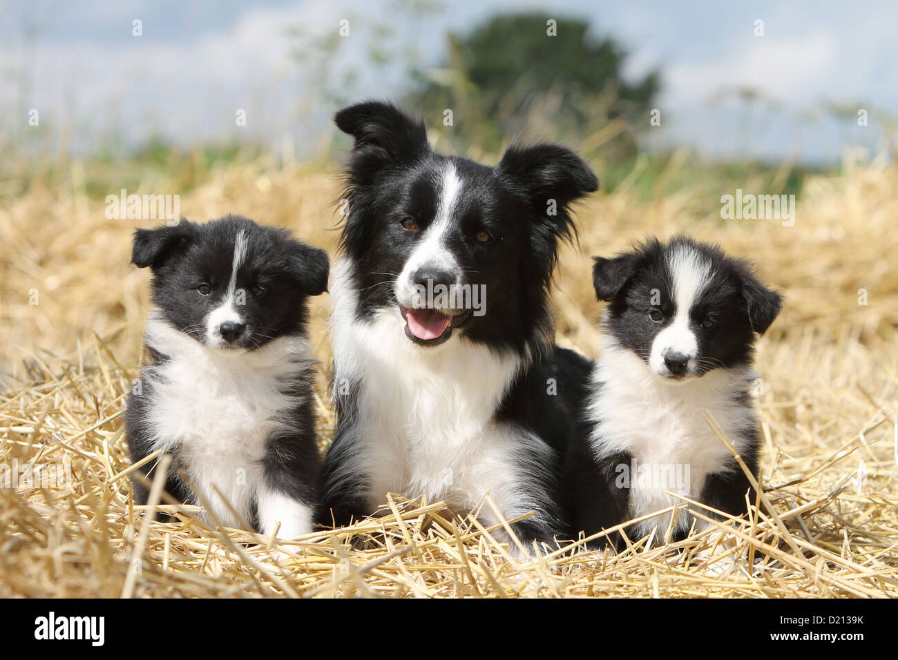 Hund Border Collie Erwachsenen und zwei Welpen schwarz und weiß liegen im Stroh Stockfoto