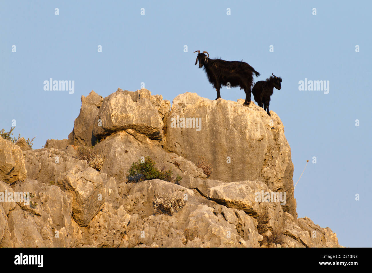 Ziegen auf der Lykischen Küste, Lykien, Mittelmeer, Türkei, Asien Stockfoto