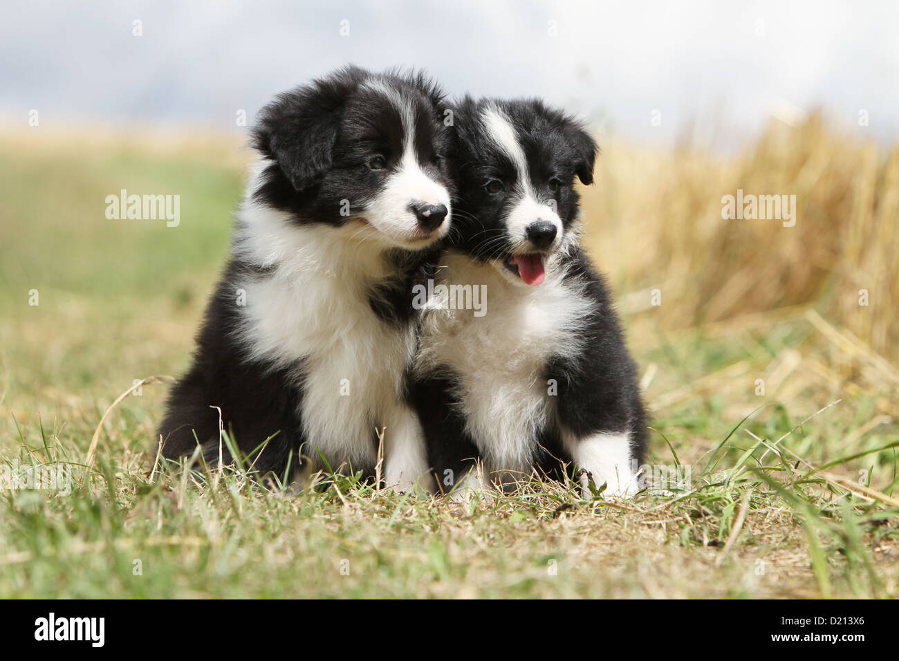 Hund Border Collie zwei Welpen schwarz und weiß auf einer Wiese sitzen Stockfoto