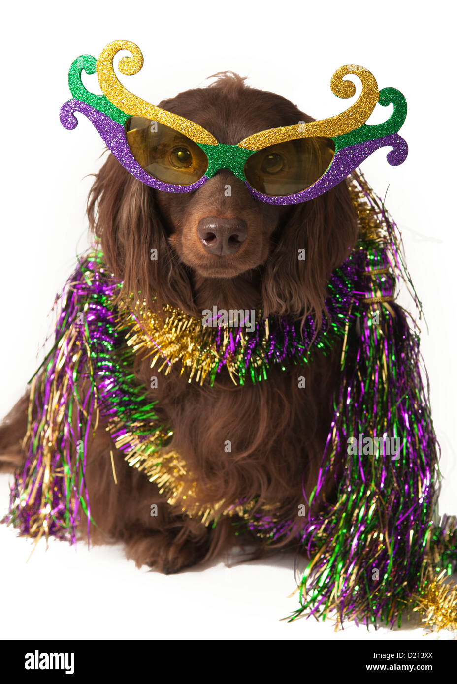 Hund Karneval Brillen-und Lametta Stockfotografie - Alamy