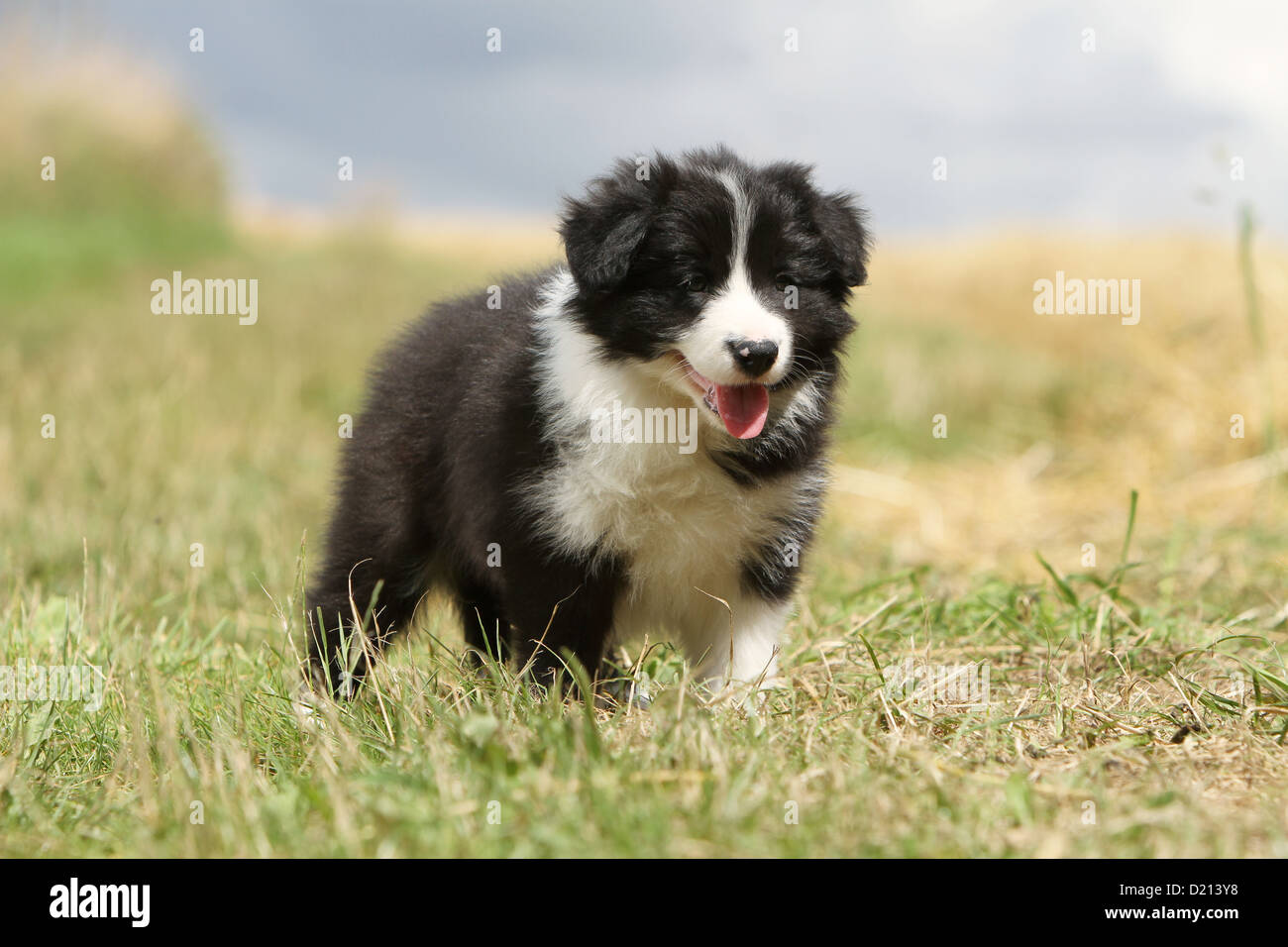 Hund Border Collie Welpen schwarz und weiß stehen auf einer Wiese Stockfoto