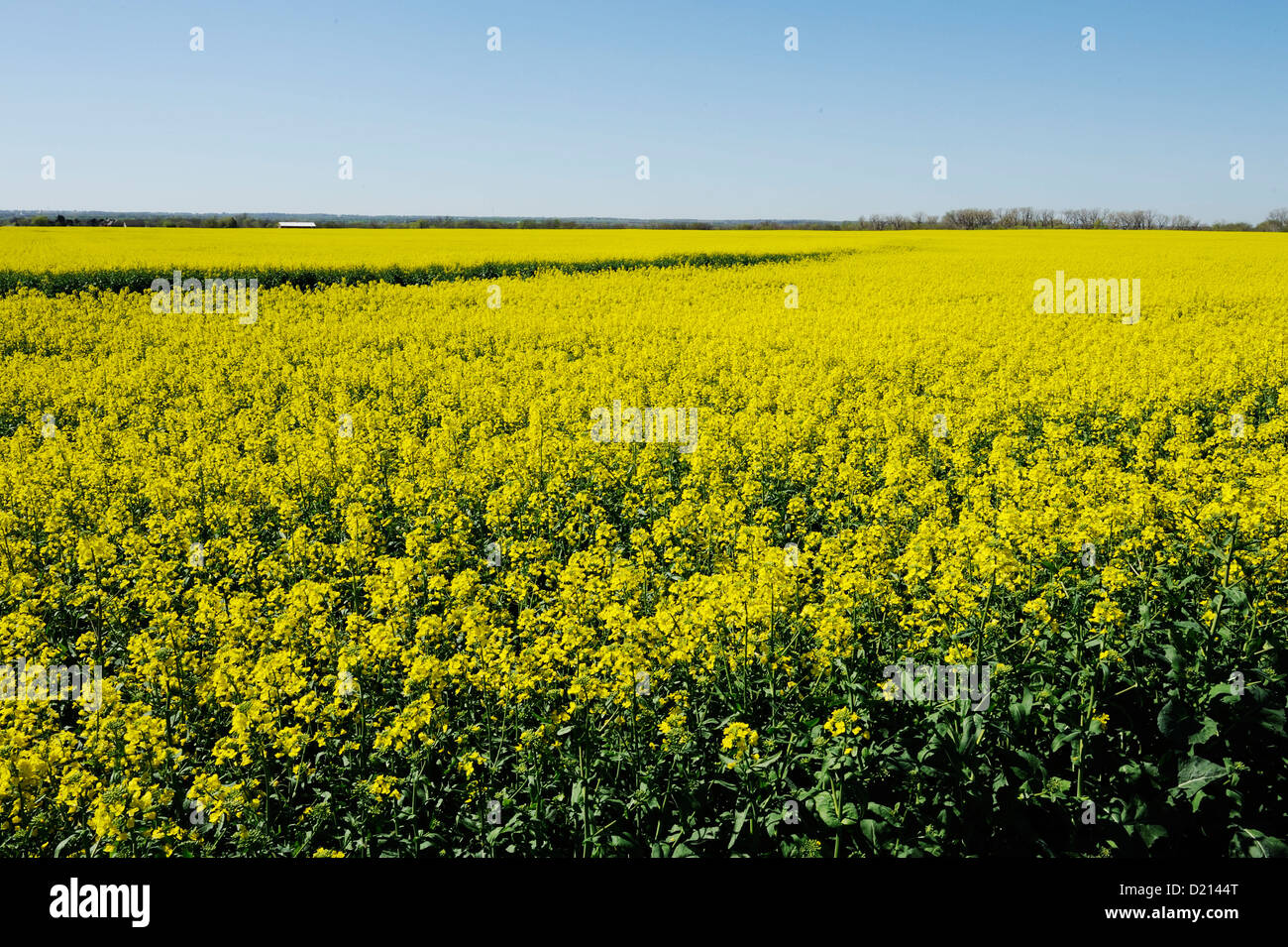 Ein Feld von Raps wächst in central Oklahoma Stockfoto