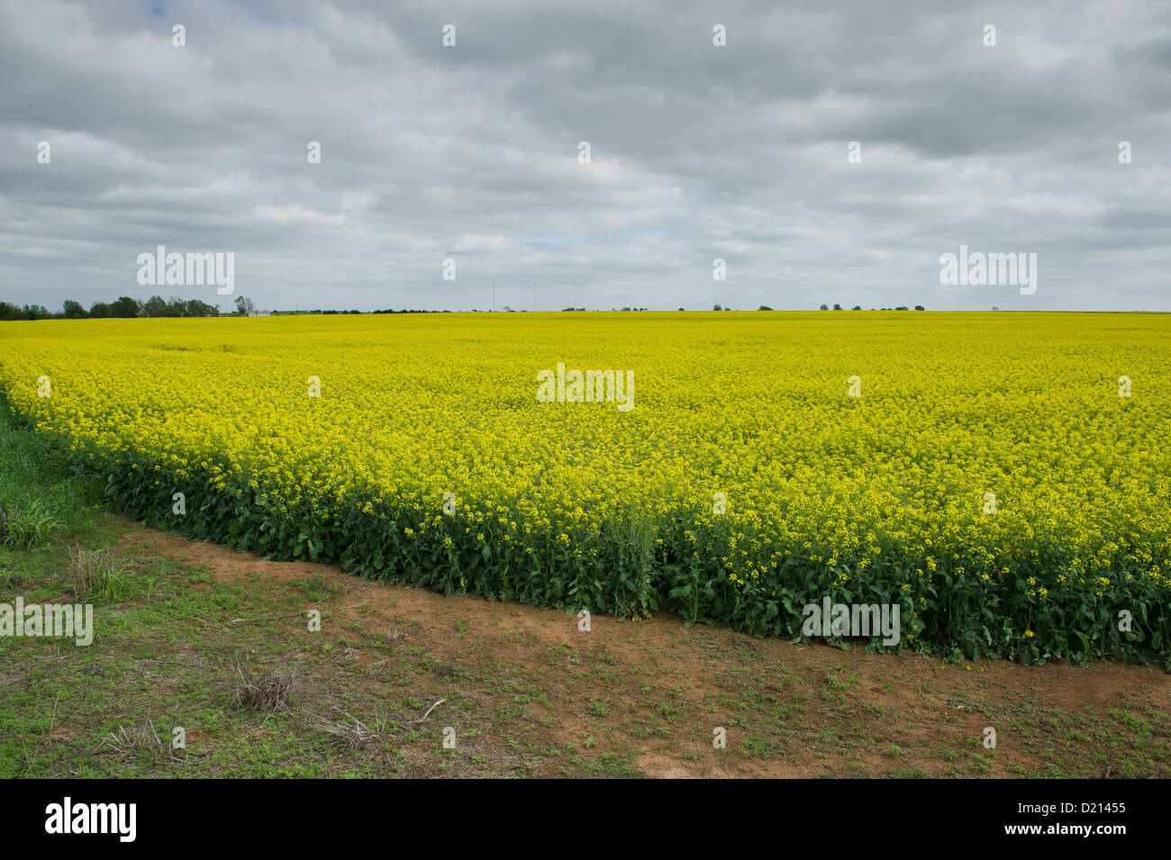 Ein Feld von Raps wächst in central Oklahoma Stockfoto