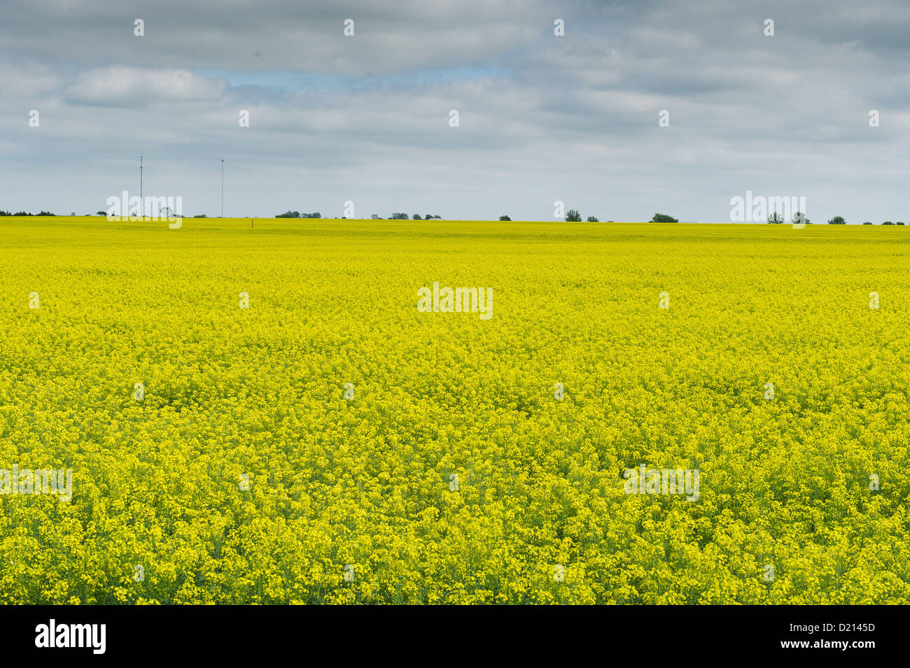 Ein Feld von Raps wächst in central Oklahoma Stockfoto