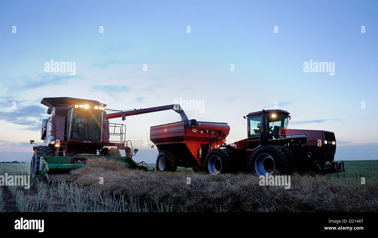 Ein Mähdrescher entlädt Raps-Saatgut auf einen wartenden Traktor bei Sonnenuntergang in der Nähe von El Reno, Oklahoma Stockfoto