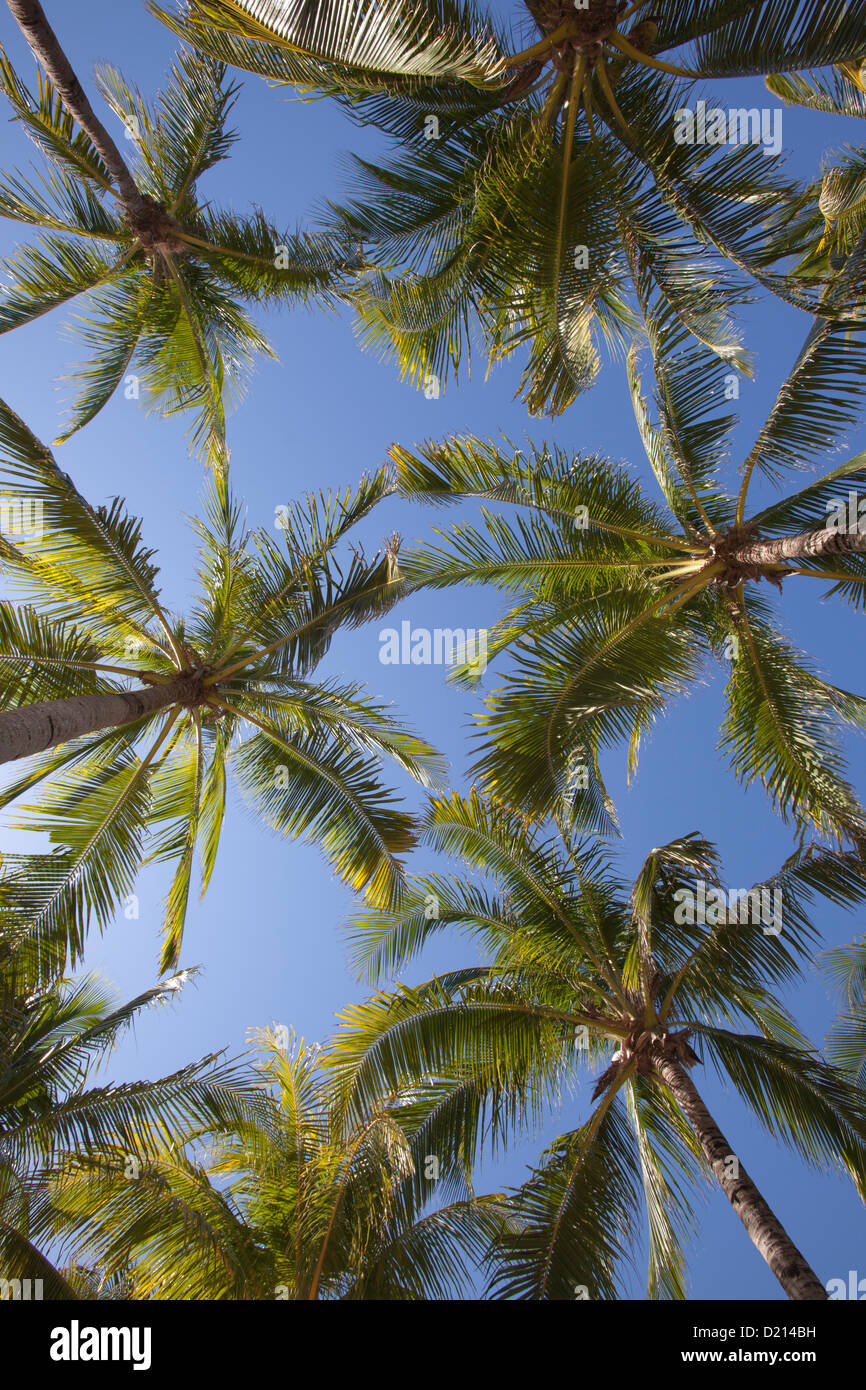 Vertikale Ansicht, Kokospalmen auf Xel-Ha-Wasserpark, Tulum, Riviera Maya, Quintana Roo, Mexiko Stockfoto