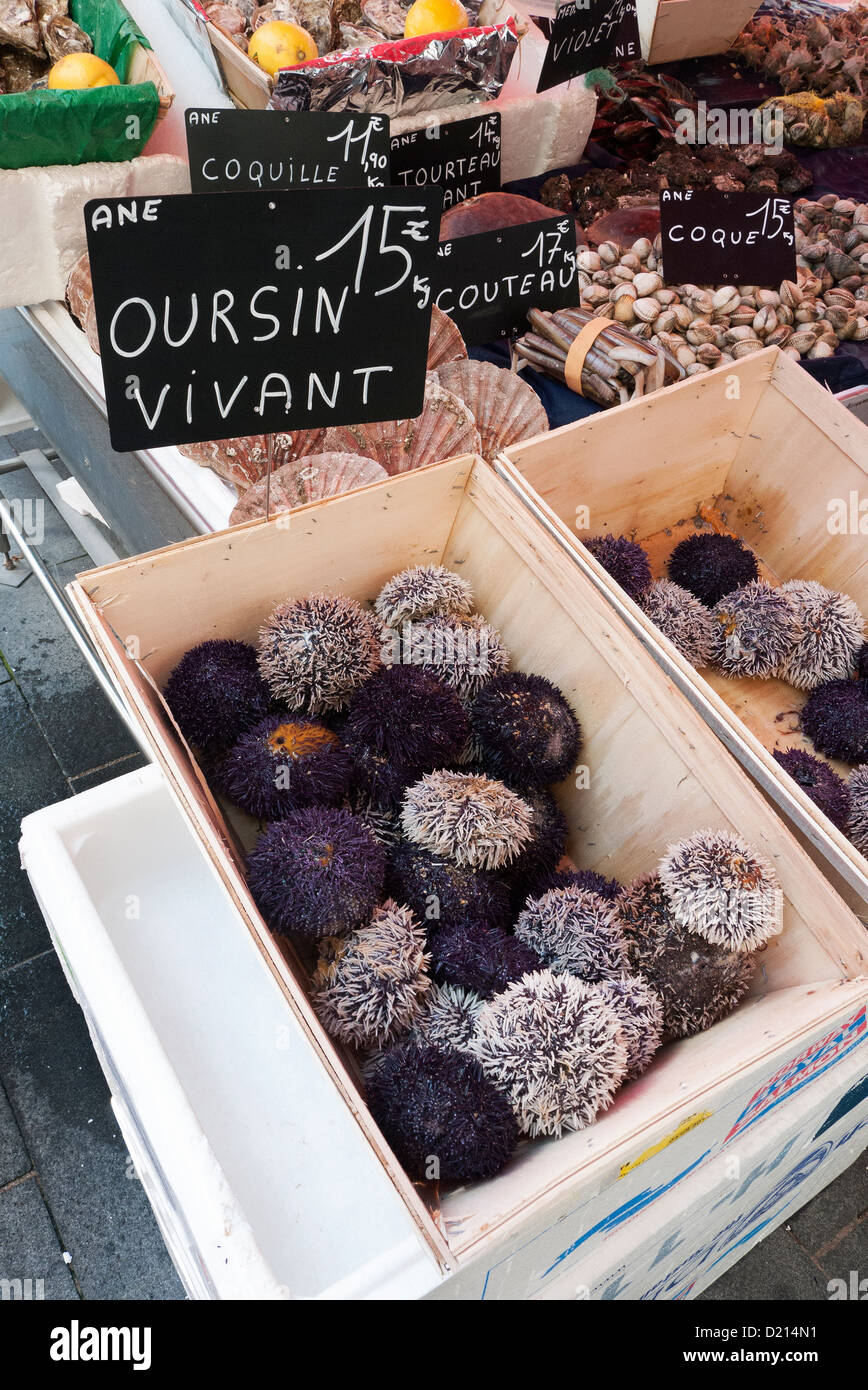 Mediterranen Seeigel auf ein Outdoor-Marktstand in Nizza Frankreich Stockfoto