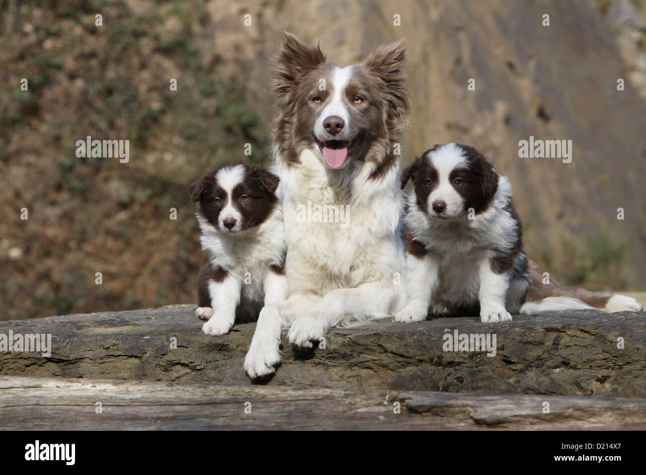 Hund Border Collie Erwachsenen Flieder und zwei Welpen, rot und weiß auf  einem Felsen Stockfotografie - Alamy