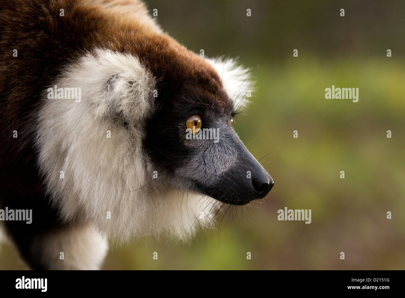 Schwarz und weiß Ruffed Lemur, Varecia Variegata Porträt Stockfoto