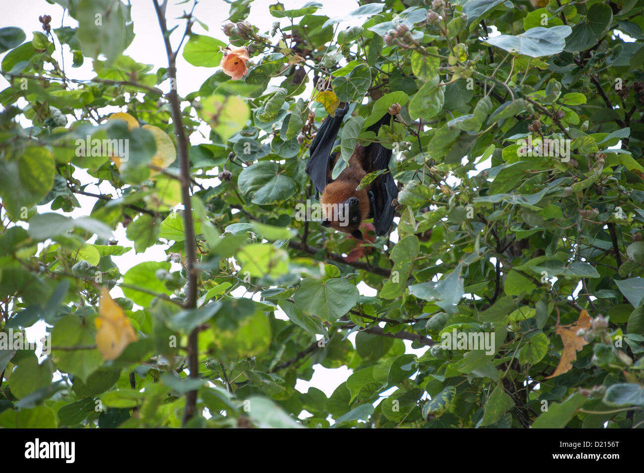 Flughund in Baum Stockfoto