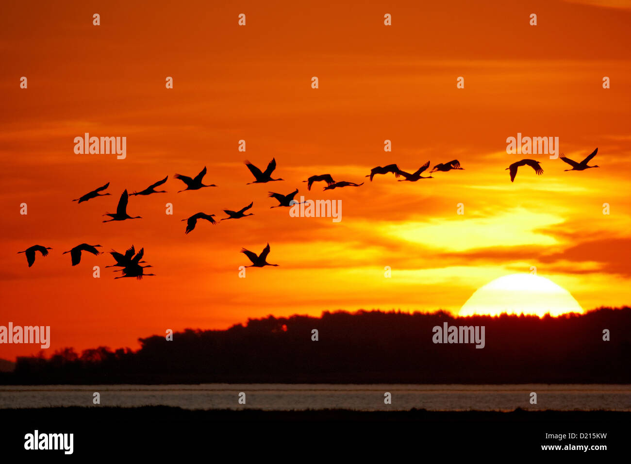 Kraniche fliegen bei Sonnenaufgang, Western Region Nationalpark Vorpommersche, Halbinsel Fischland-Darß-Zingst, Ostsee, Mecklenburg Stockfoto