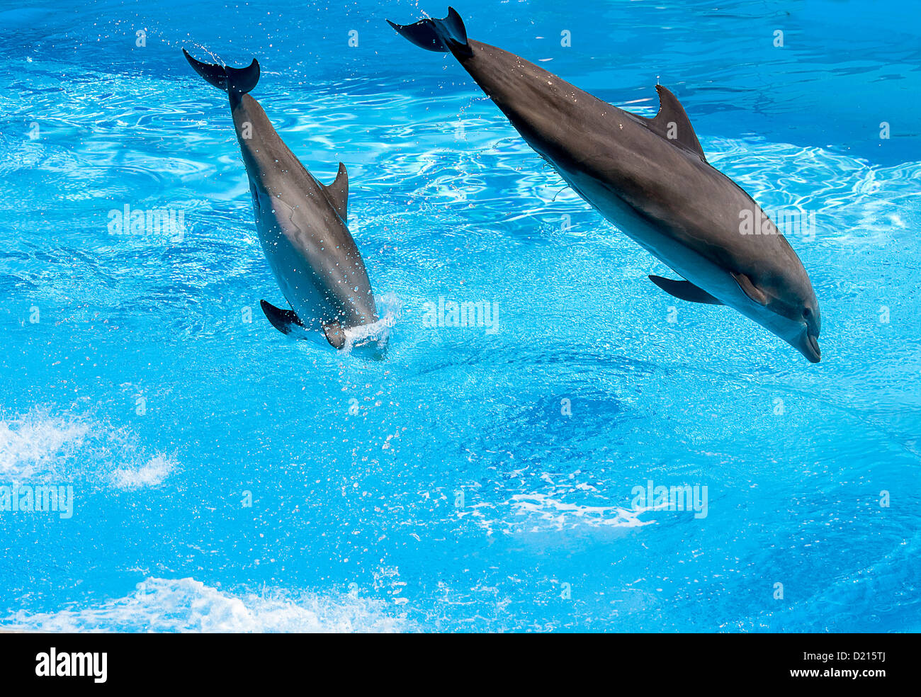 zwei Delphin s springen aus dem Wasser Stockfoto