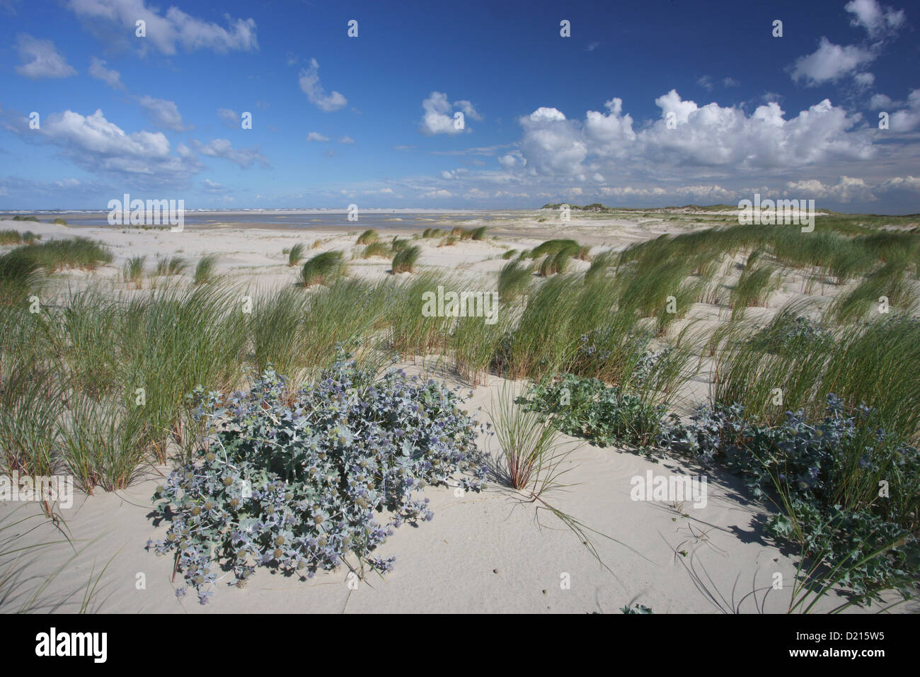 Meer-Holly auf den Sanddünen, Insel Spiekeroog, zu senken, sächsischen Nationalpark Wattenmeer, Ostfriesischen Inseln, Niedersachsen, Deutschland Stockfoto