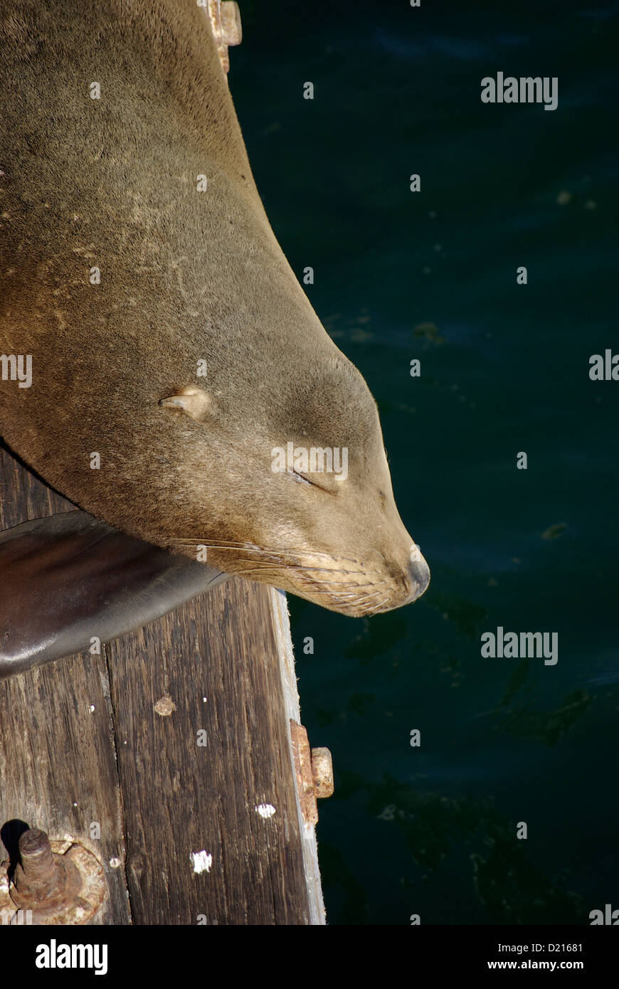 Dichtung, schlafen Stockfoto