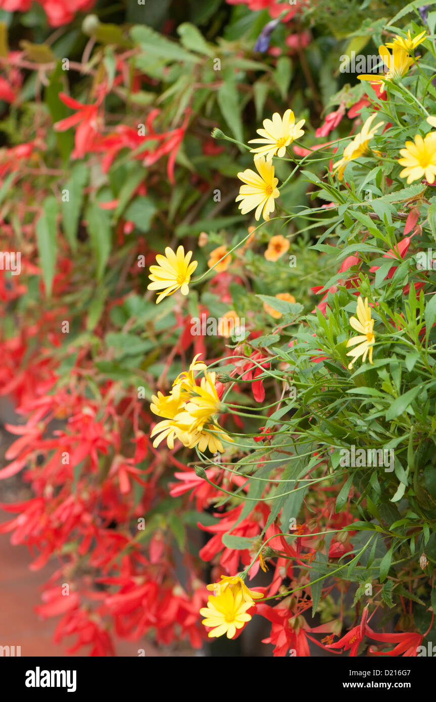 Leuchtend gelbe Osteospermums, afrikanische Gänseblümchen mit Begonie "Million Kisses Hingabe" und Calibrachoa "Can-Can" im Hintergrund Stockfoto