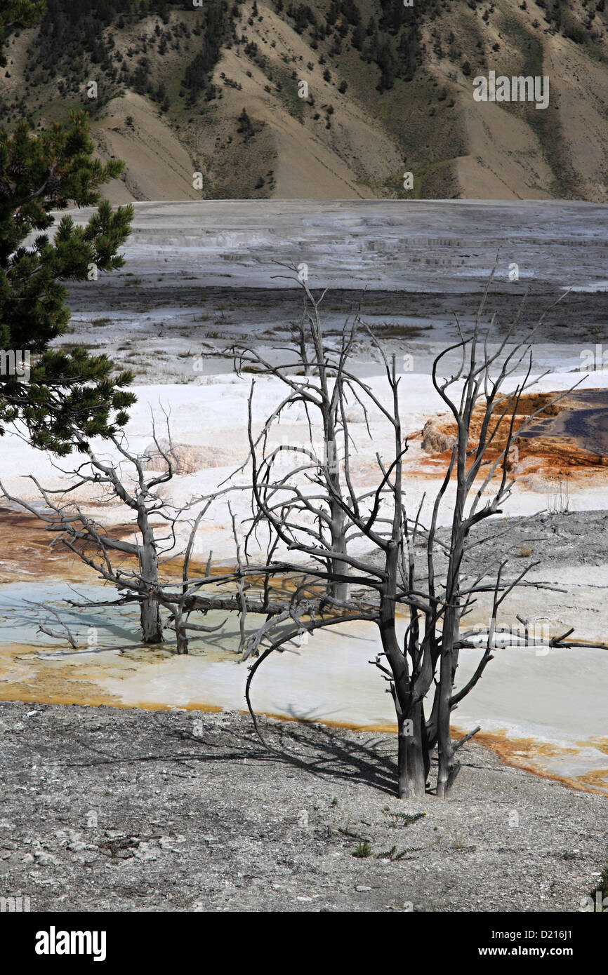 TOTE Bäume bei MAMMOTH HOT SPRINGS, Yellowstone NP Stockfoto