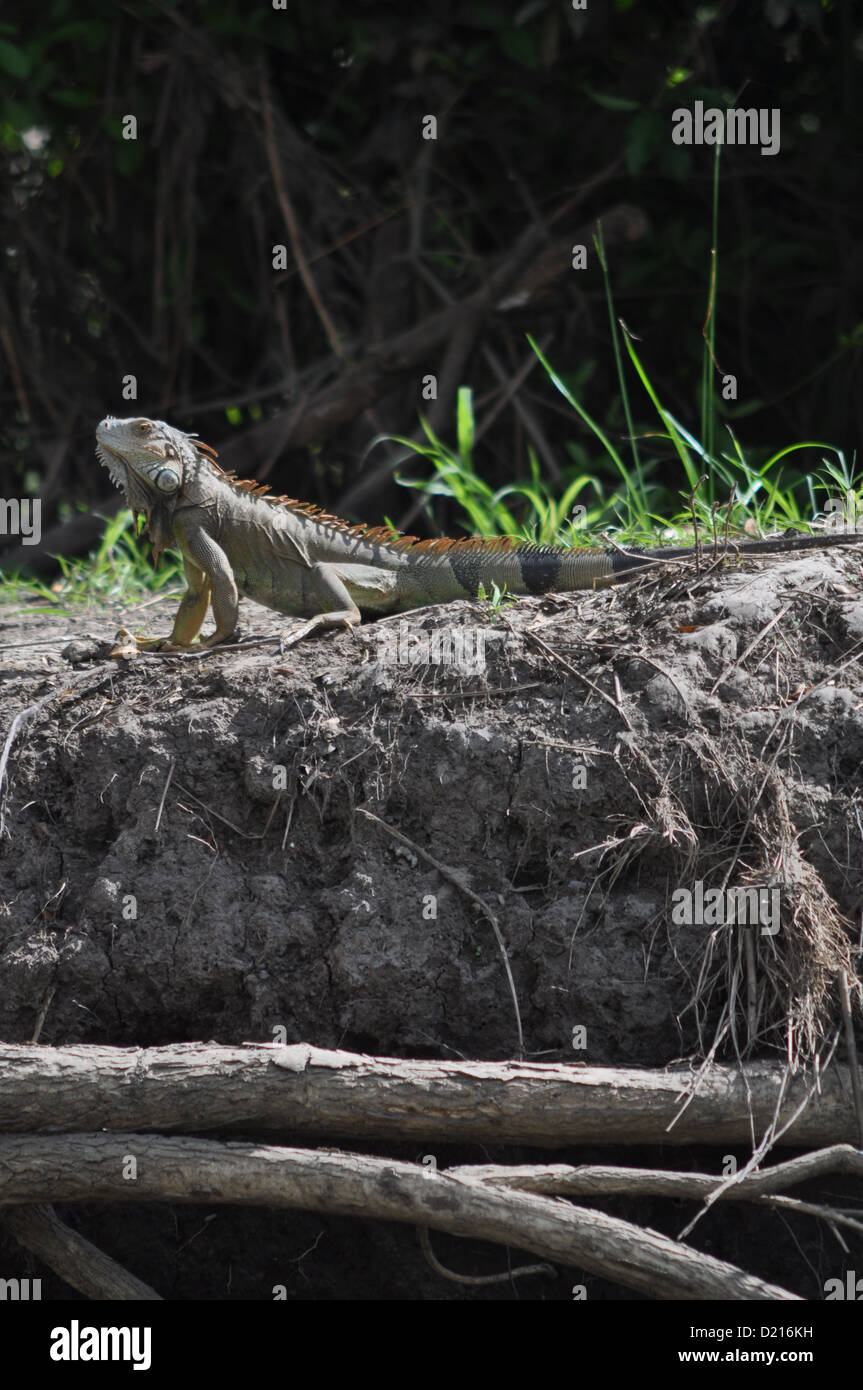 Leguan entlang der Flussufer Tempisque, in der Nähe von Liberia, Guanacaste (Costa Rica) Stockfoto