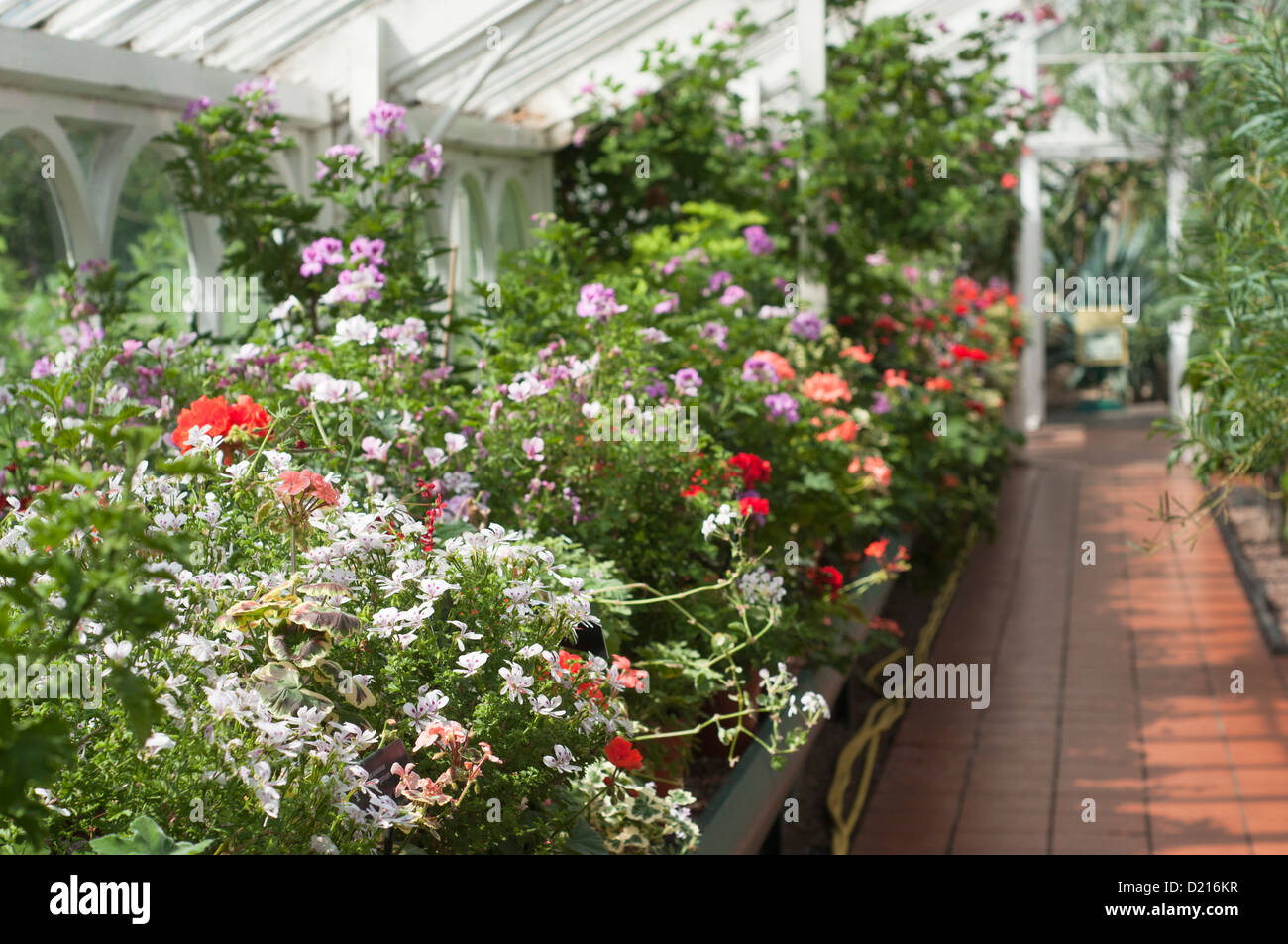 Anzeige der Pelargonien, mediterranes Haus, Birmingham Botanical Gardens Stockfoto
