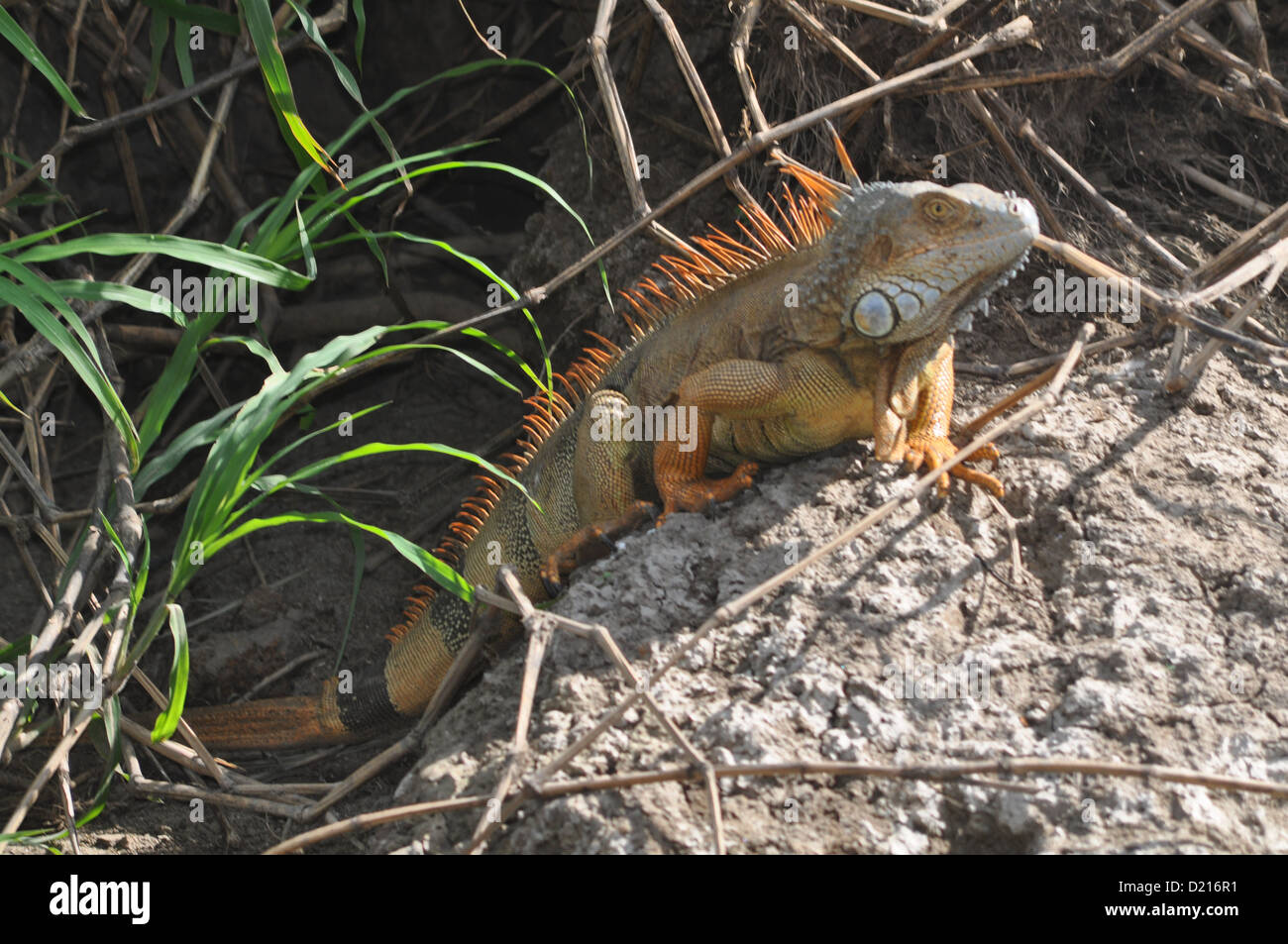 Leguan entlang der Flussufer Tempisque, in der Nähe von Liberia, Guanacaste (Costa Rica) Stockfoto