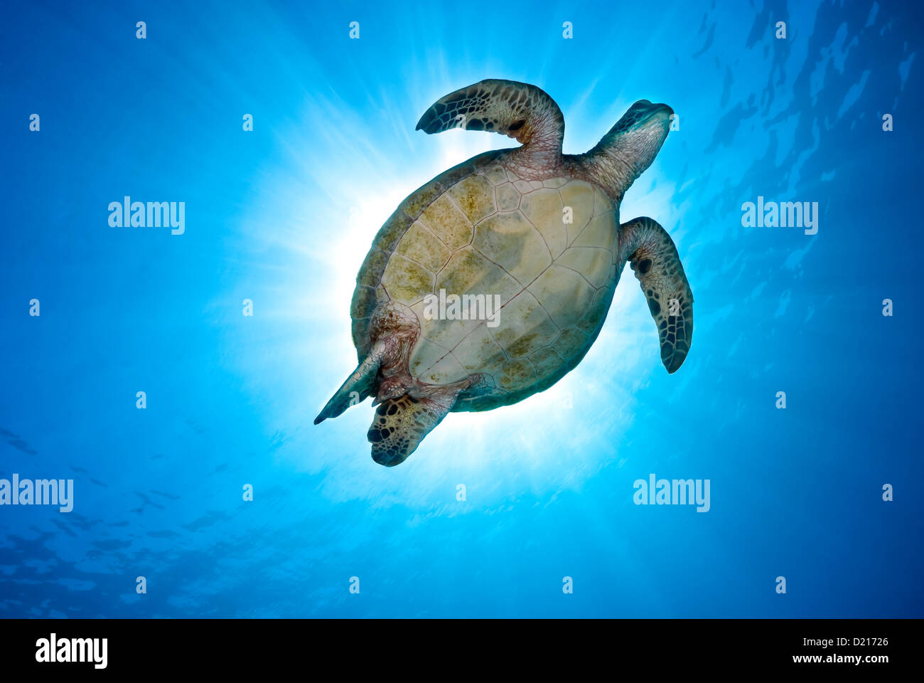 Green Sea Turtle Chelonia Mydas schwimmen über ein Korallenriff, Coral Sea, Great Barrier Reef, Pazifik, Queensland Australien Stockfoto