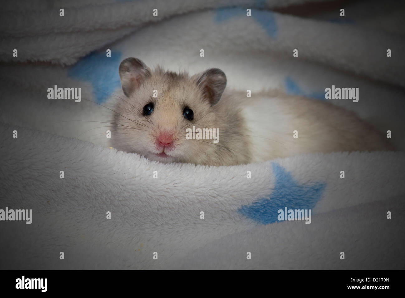 Versteckt sich dann wieder auftauchen, die dieser spielerischen Hamster spielt verstecken und suchen Stockfoto