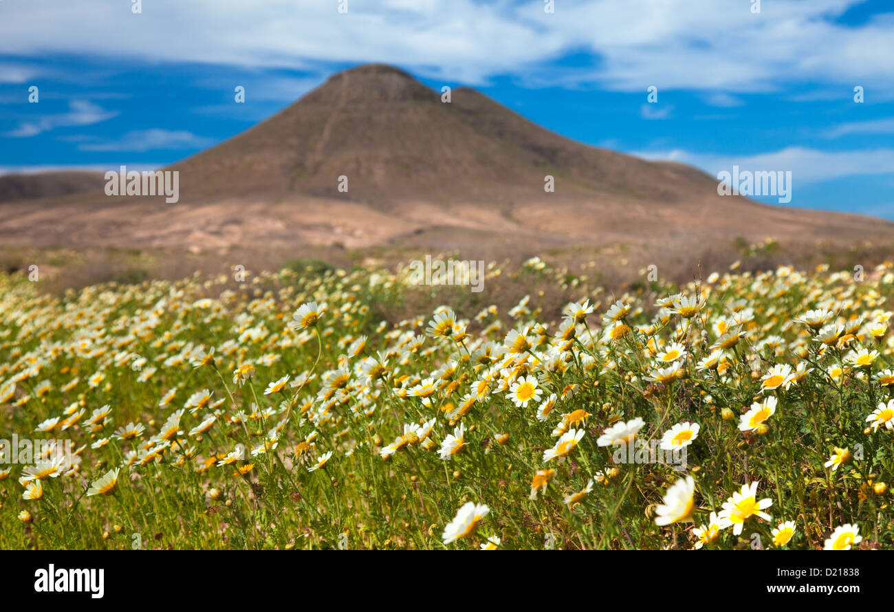 Im Norden von Fuerteventura, Girlande chrysamthemum Blume nach dem Winterregen um Montana de la Mareta Stockfoto