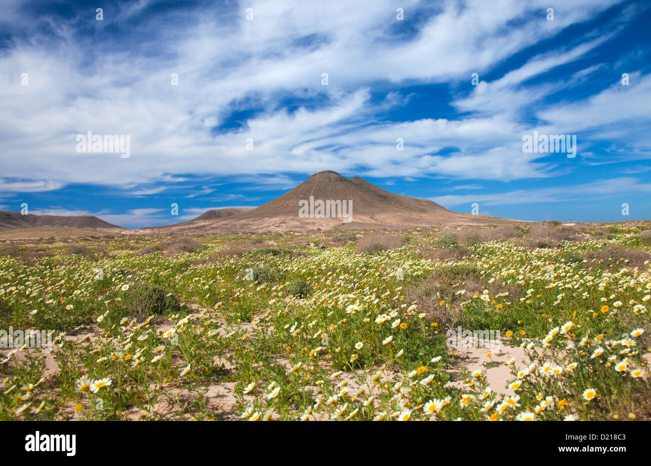 Im Norden von Fuerteventura, Girlande chrysamthemum Blume nach dem Winterregen um Montana de la Mareta Stockfoto