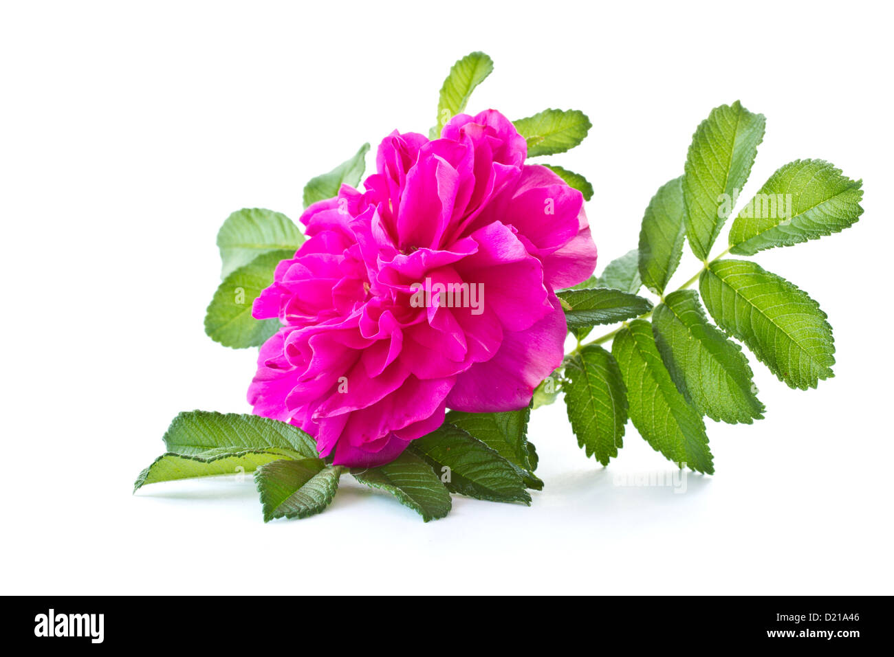 Wild rose blühende Blume Stockfoto
