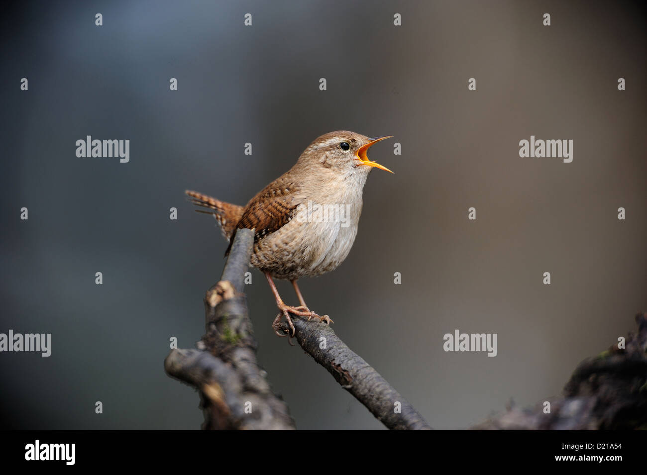 Zaunkoenig (Trogldytes Troglodytes) Winter Wren, nördlichen Wren • Bayern, Deutschland Stockfoto