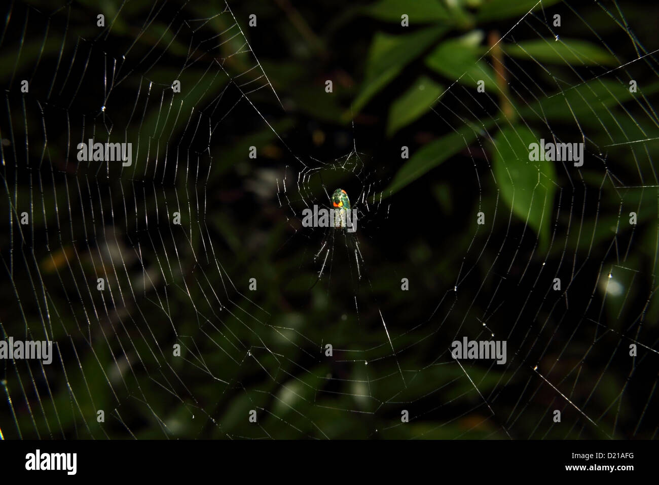 Eine bunte Venusta Obstgarten Spinne in das web Stockfoto
