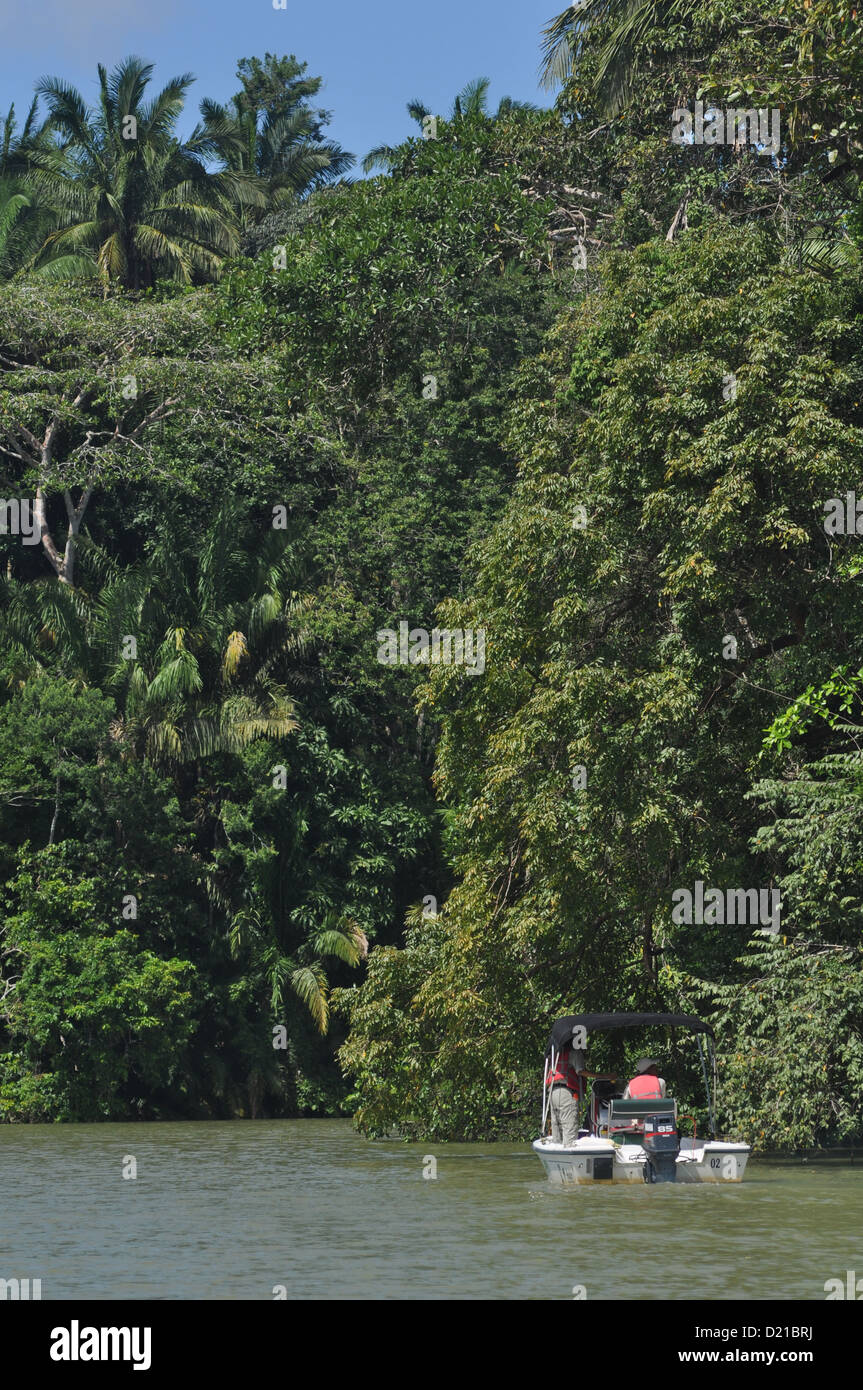 in der Nähe von Gamboa (Panama): Monkey Island, entlang des Kanals Stockfoto