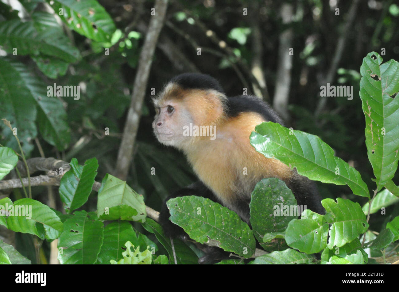 in der Nähe von Gamboa (Panama): Kapuziner-Affen bei Monkey Island, entlang des Kanals Stockfoto