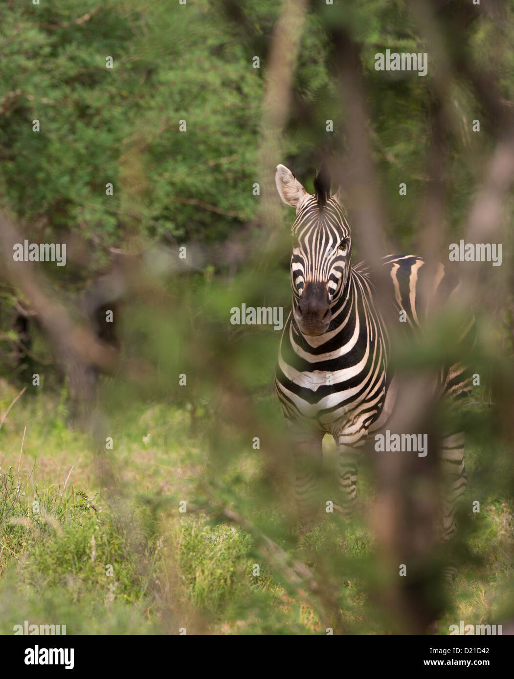 Zebra im dichten Busch Stockfoto