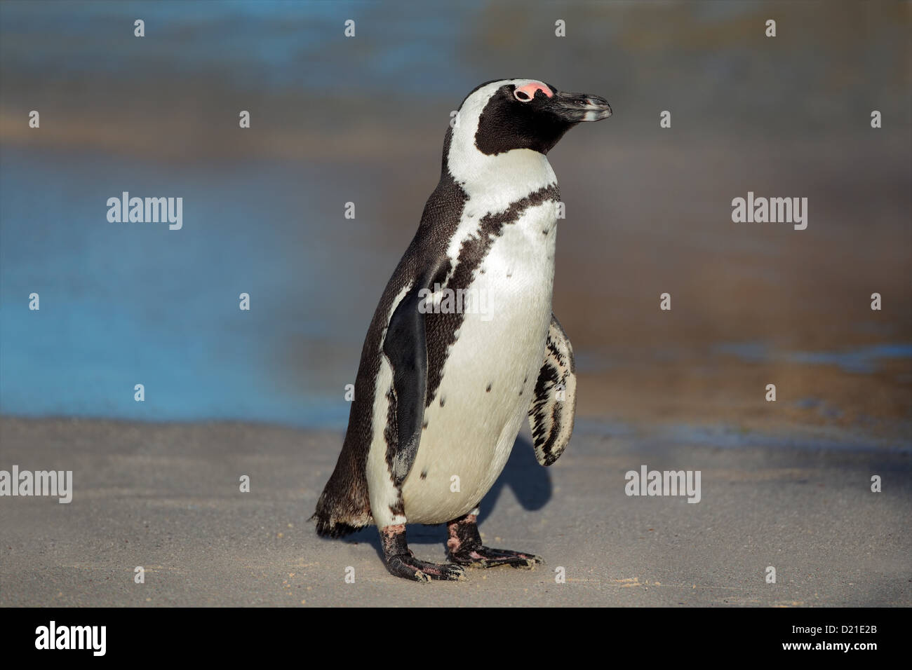 Afrikanische Pinguin (Spheniscus Demersus) am Strand, Western Cape, Südafrika Stockfoto