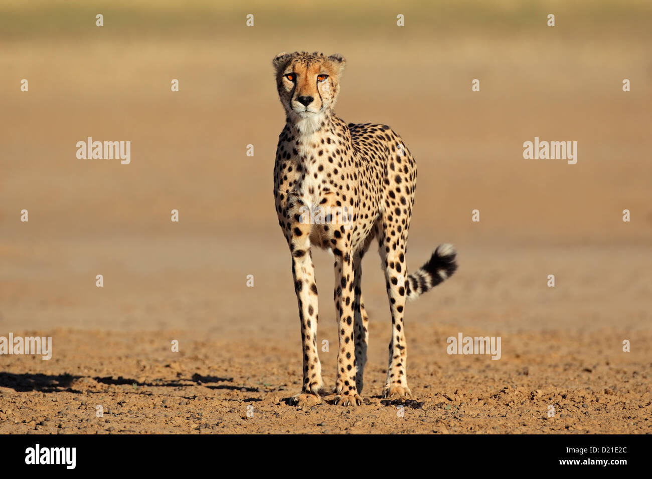 Alert Gepard (Acinonyx Jubatus), Kalahari-Wüste, Südafrika Stockfoto