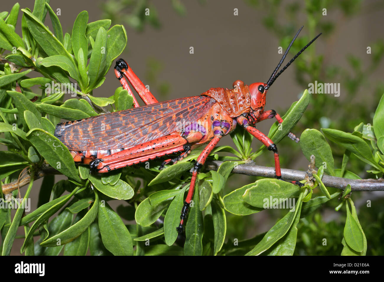 Rote Pyrgomorphid Heuschrecke auf einem Ast, Südafrika Stockfoto