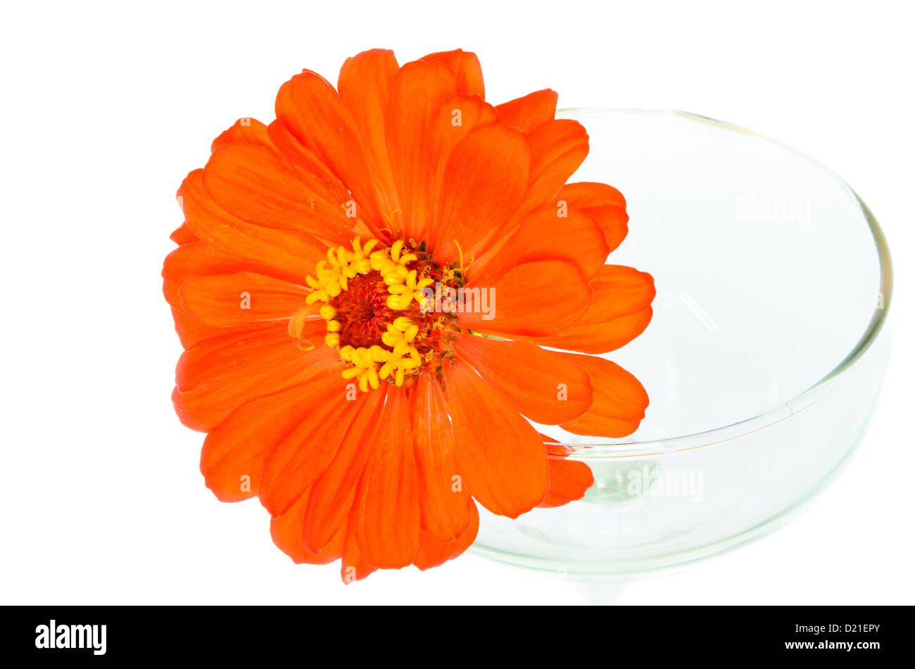 Zinnie Orange Blüten im Glas links. Stockfoto