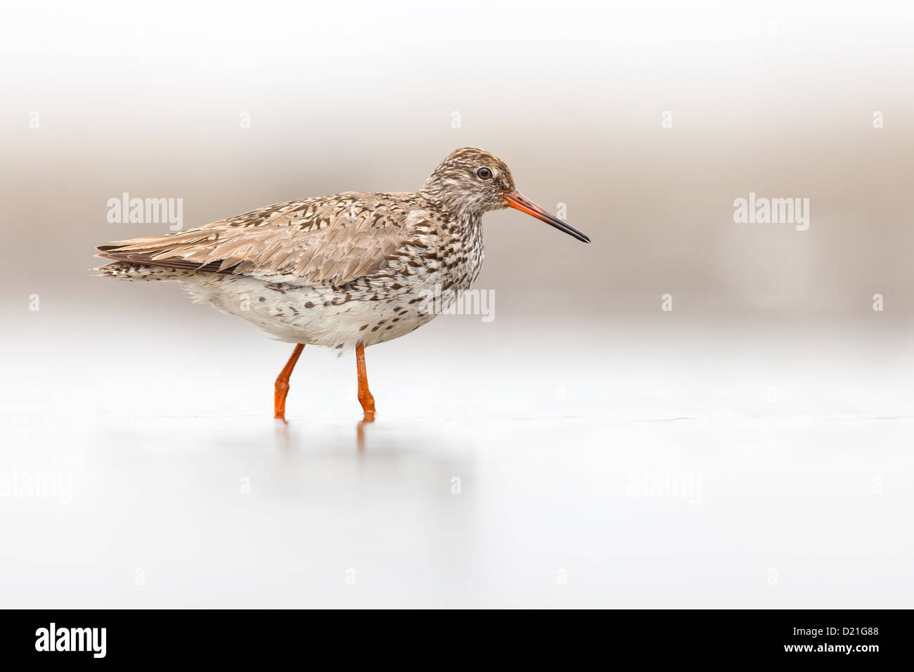 Gemeinsamen roten Schaft (Tringa Totanus) waten im Nebel, Seitenansicht Stockfoto