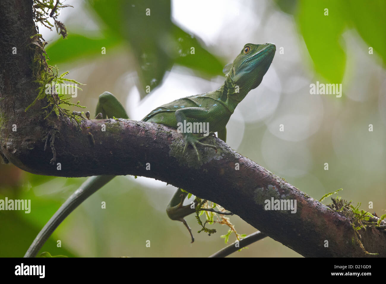 Gemeinsame Basilisk auf einem Ast in den Regenwald, La Fortuna, Costa Rica, Mittelamerika, Amerika Stockfoto