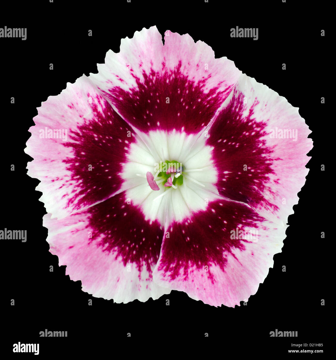 Makroaufnahme einer rosa wilde Blume auf schwarzem Hintergrund isoliert Stockfoto