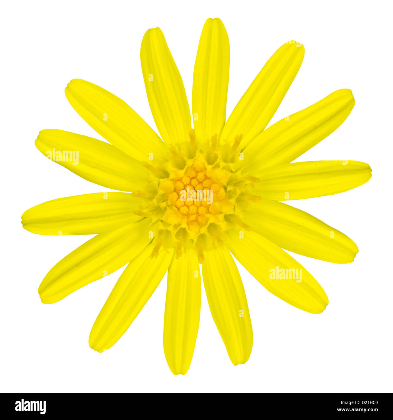 Gelbes Gänseblümchen Wildblumen isoliert auf weißem Hintergrund Stockfoto