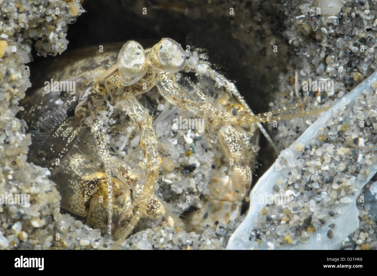 Hadrosquilla perpasta, vorne. Stockfoto