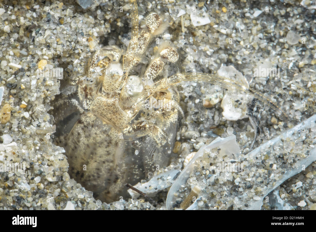 Hadrosquilla perpasta hinten. Stockfoto