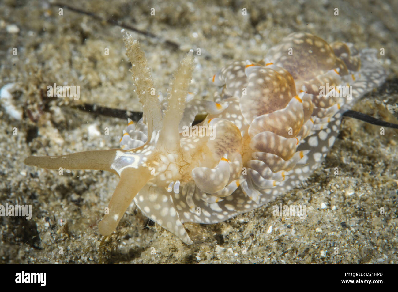Spurilla australis. Stockfoto