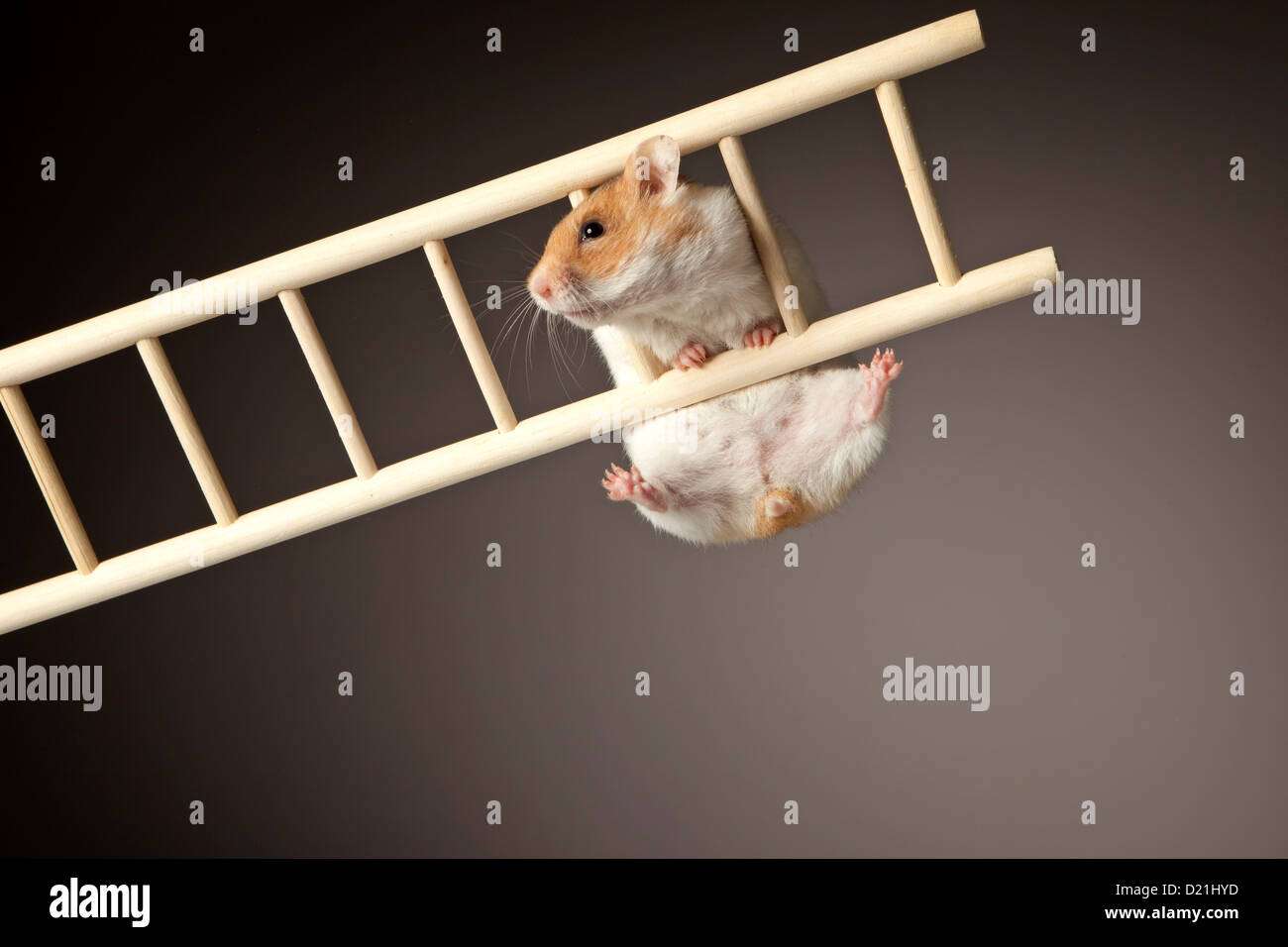 Hamster hängen, Leiter, Nahaufnahme Stockfotografie - Alamy
