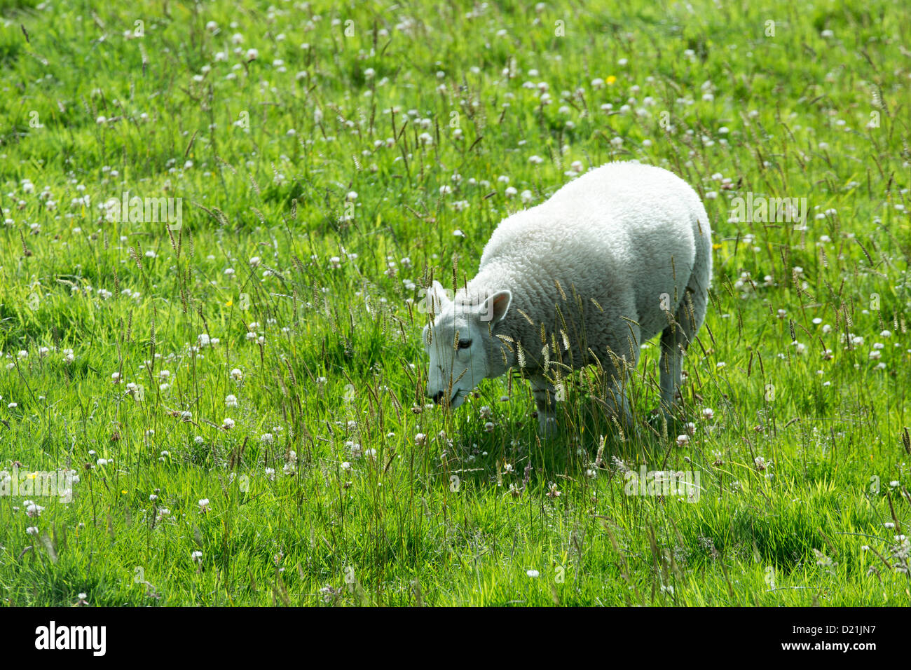 Schafe auf der Wiese, Orkney Islands, Schottland, Vereinigtes Königreich Stockfoto