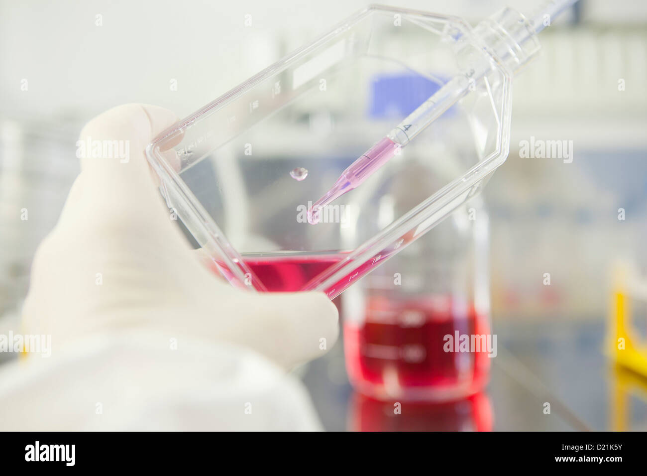 Deutschland, Bayern, München, Wissenschaftler arbeiten mit Zellkulturen im Labor Stockfoto