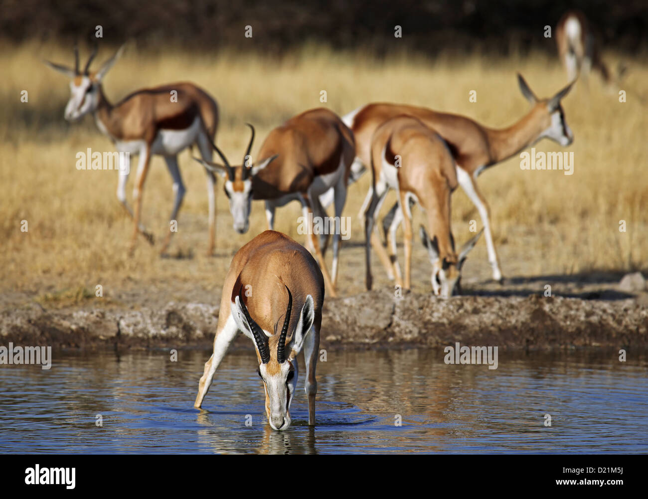 Springböcke, Central Kalahari Game Reserve, Botsuana, Tierwelt Stockfoto